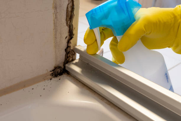 Best Commercial Mold Removal  in Elkader, IA