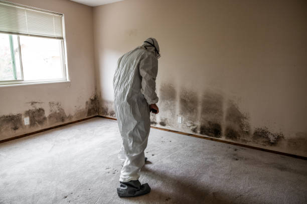 Best Black Mold Removal  in Elkader, IA