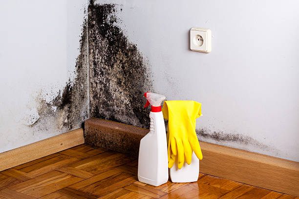 Best Crawl Space Mold Removal  in Elkader, IA