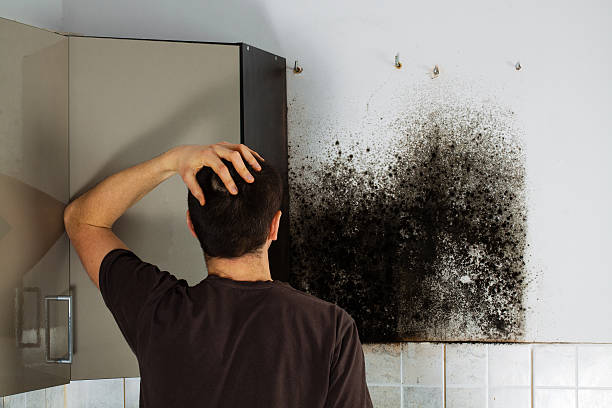 Best Certified Mold Removal  in Elkader, IA