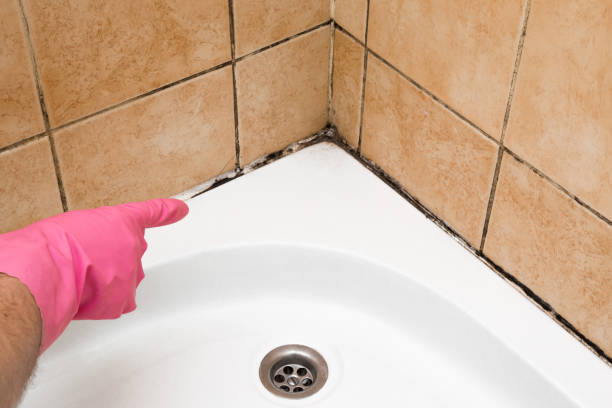 Best Affordable Mold Removal  in Elkader, IA